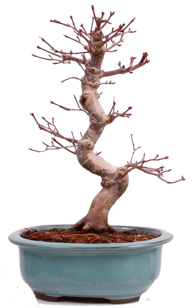 Bonsai - Acer palmatum Deshojo - roter Fächerahorn 229/33