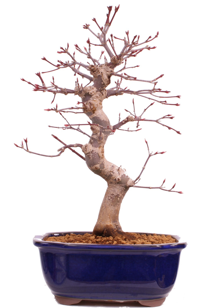 Bonsai - Acer palmatum Deshojo, roter Fächerahorn 229/34