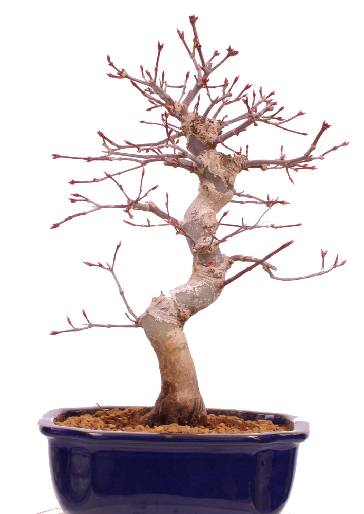 Bonsai - Acer palmatum Deshojo, roter Fächerahorn 229/34