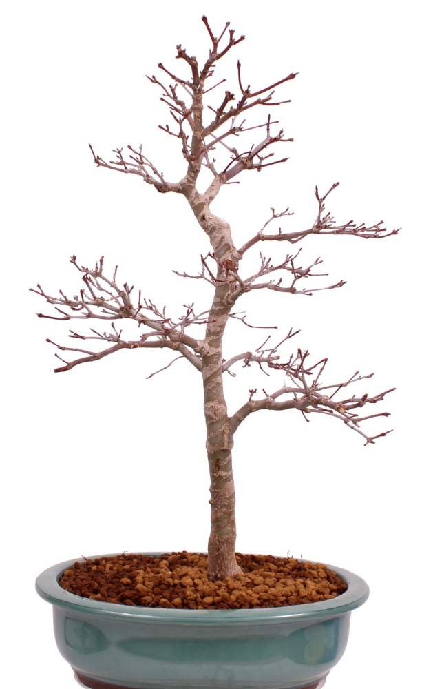 Bonsai - Acer palmatum Deshojo - roter Fächerahorn 229/35