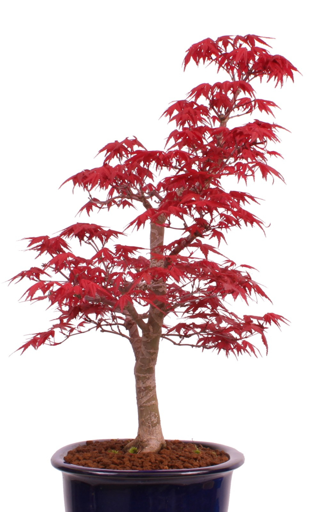 Bonsai - Acer palmatum Deshojo - roter Fächerahorn 229/36