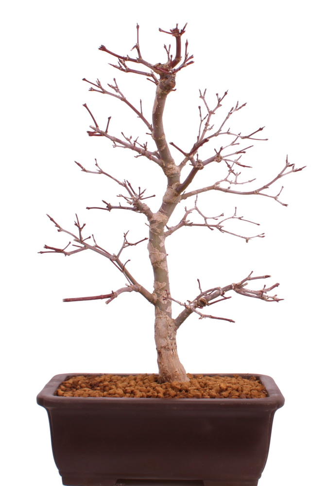 Bonsai - Acer palmatum Deshojo - roter Fächerahorn 229/37