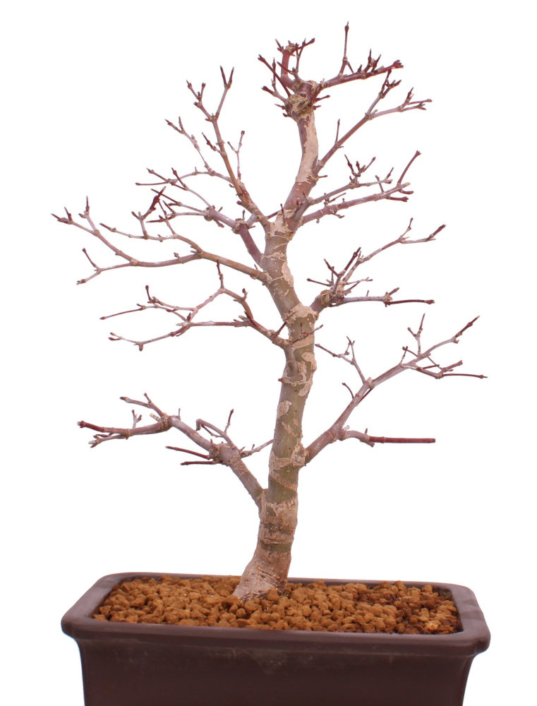 Bonsai - Acer palmatum Deshojo - roter Fächerahorn 229/37