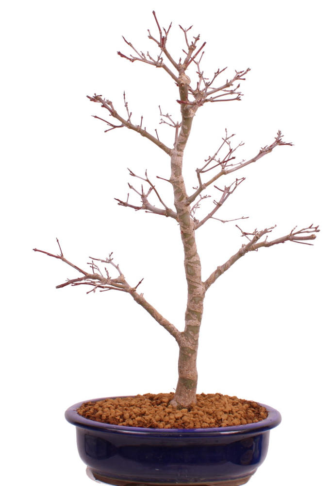 Bonsai - Acer palmatum Deshojo - roter Fächerahorn 229/38