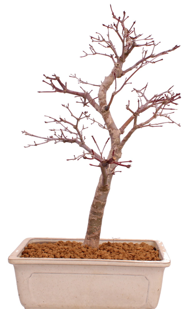 Bonsai - Acer palmatum Deshojo - roter Fächerahorn 229/39