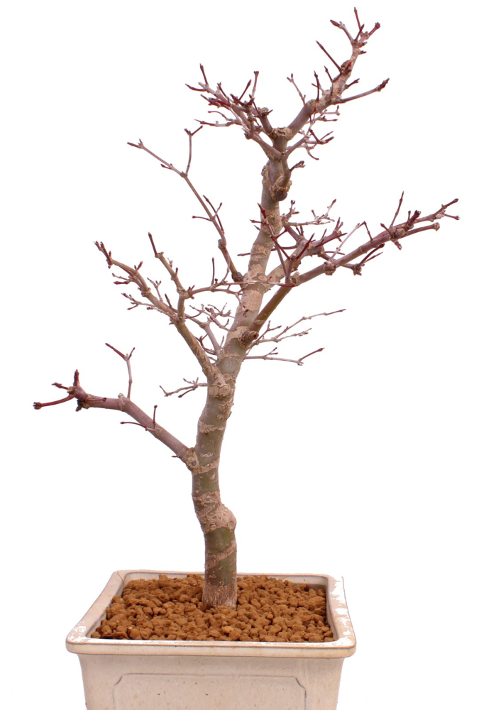 Bonsai - Acer palmatum Deshojo - roter Fächerahorn 229/39