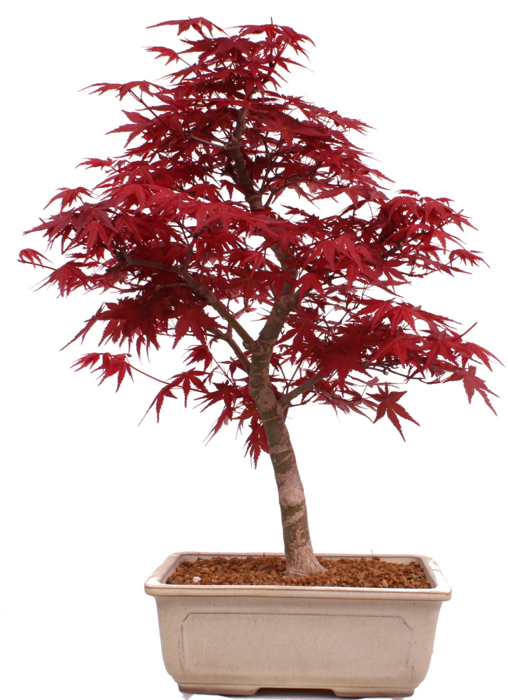 Bonsai - Acer palmatum Deshojo - roter Fächerahorn 229/39