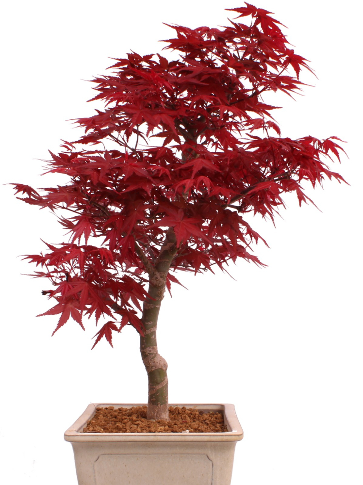 Bonsai - Acer palmatum Deshojo - roter Fächerahorn 229/39