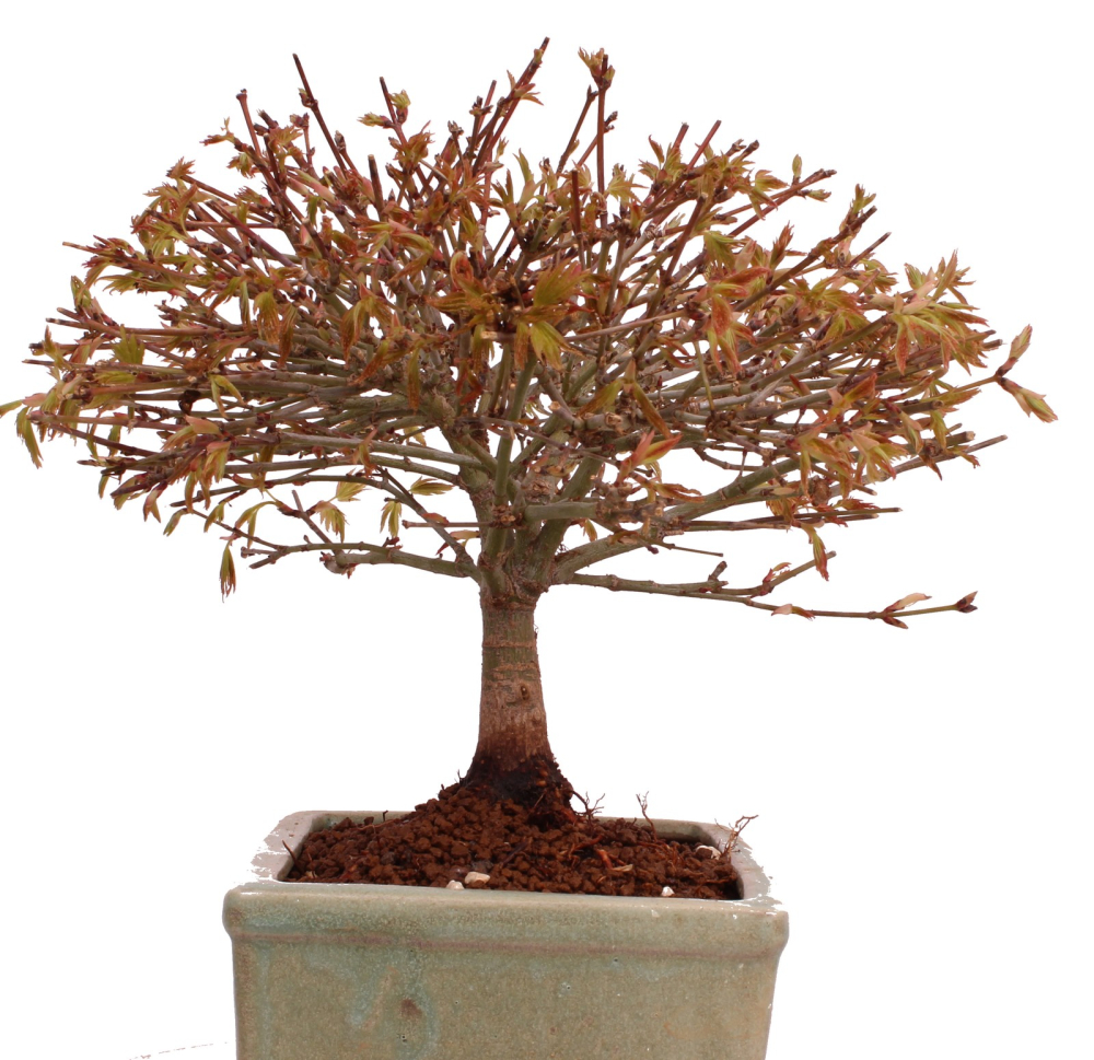 Bonsai - Acer palmatum Kiyohime - Japanischer Fächerahorn aus Japan 229/40