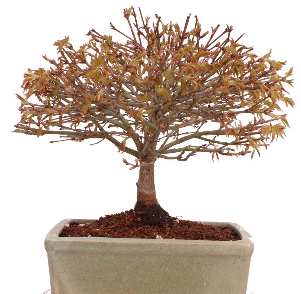 Bonsai - Acer palmatum Kiyohime - Japanischer Fächerahorn aus Japan 229/40