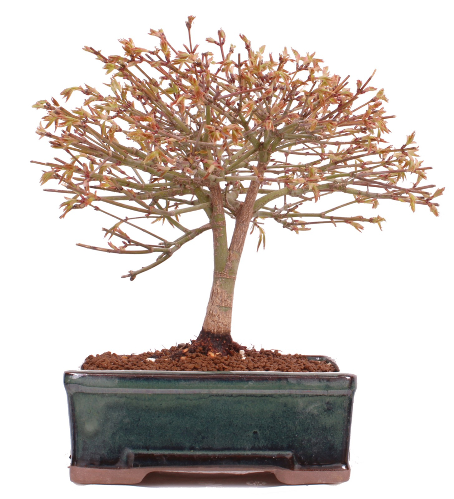 Bonsai - Acer palmatum Kiyohime - Japanischer Fächerahorn aus Japan 229/41