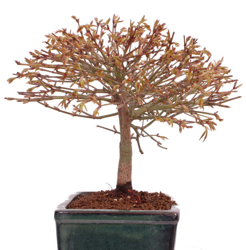 Bonsai - Acer palmatum Kiyohime - Japanischer Fächerahorn aus Japan 229/41