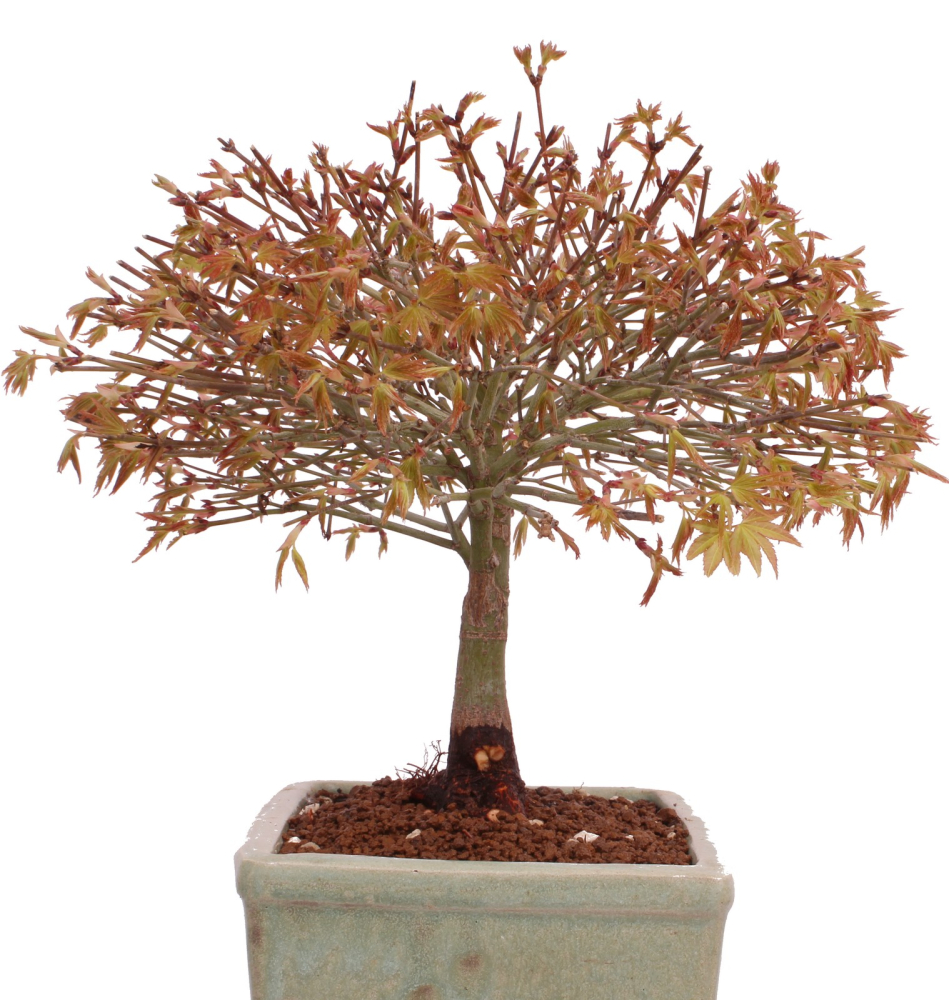 Bonsai - Acer palmatum Kiyohime - Japanischer Fächerahorn aus Japan 229/42