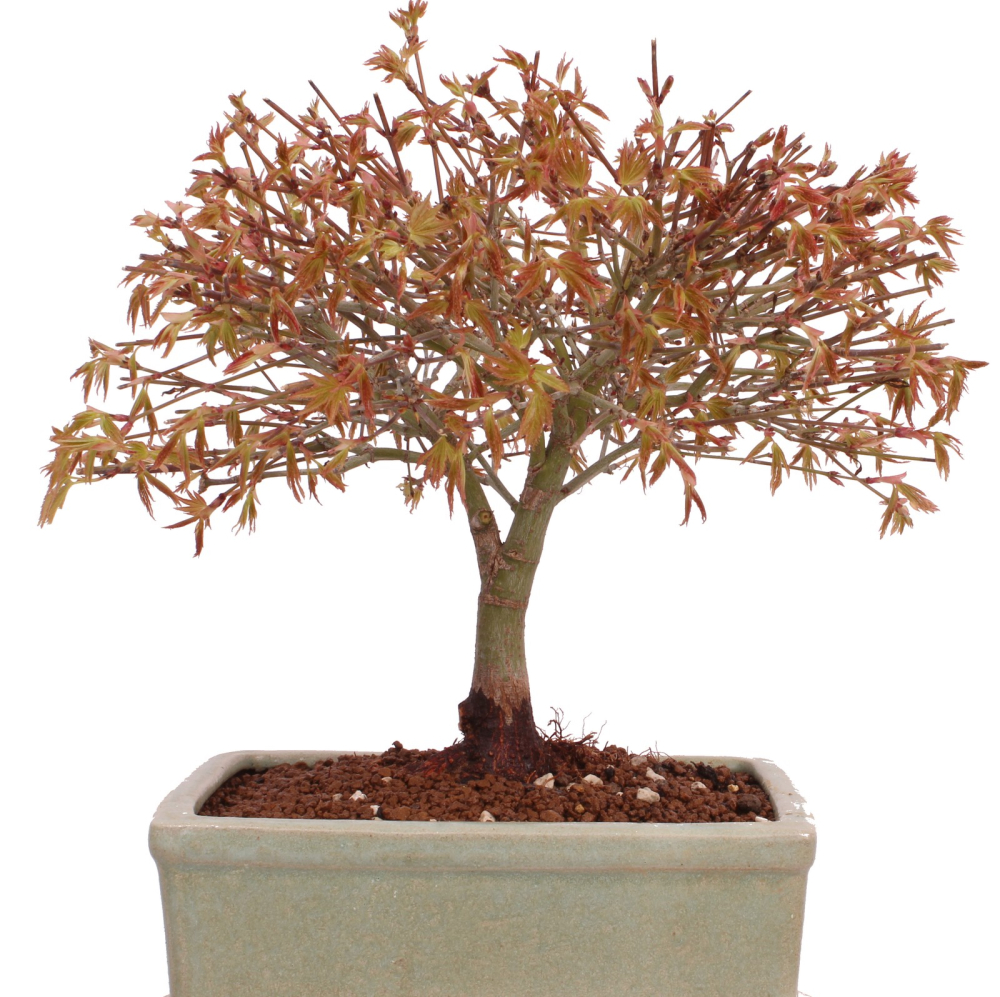 Bonsai - Acer palmatum Kiyohime - Japanischer Fächerahorn aus Japan 229/42