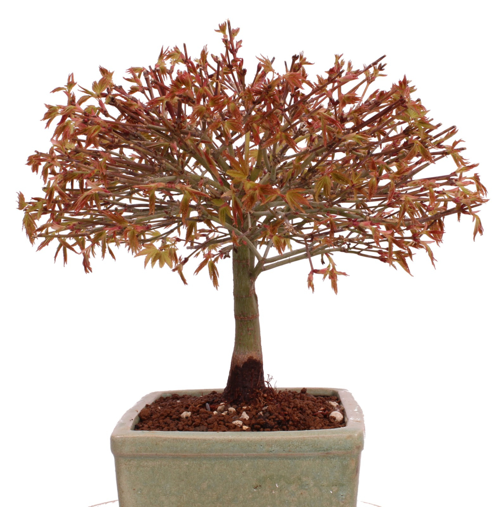 Bonsai - Acer palmatum Kiyohime - Japanischer Fächerahorn aus Japan 229/42