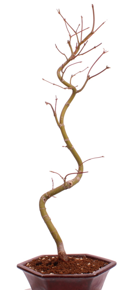 Bonsai - Acer palmatum 'Kyou-no-Mai' Japanischer Fächerahorn aus Japan 229/43