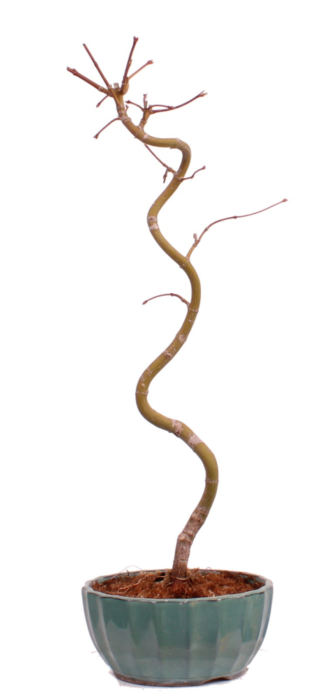 Bonsai - Acer palmatum 'Kyou-no-Mai' Japanischer Fächerahorn aus Japan 229/45