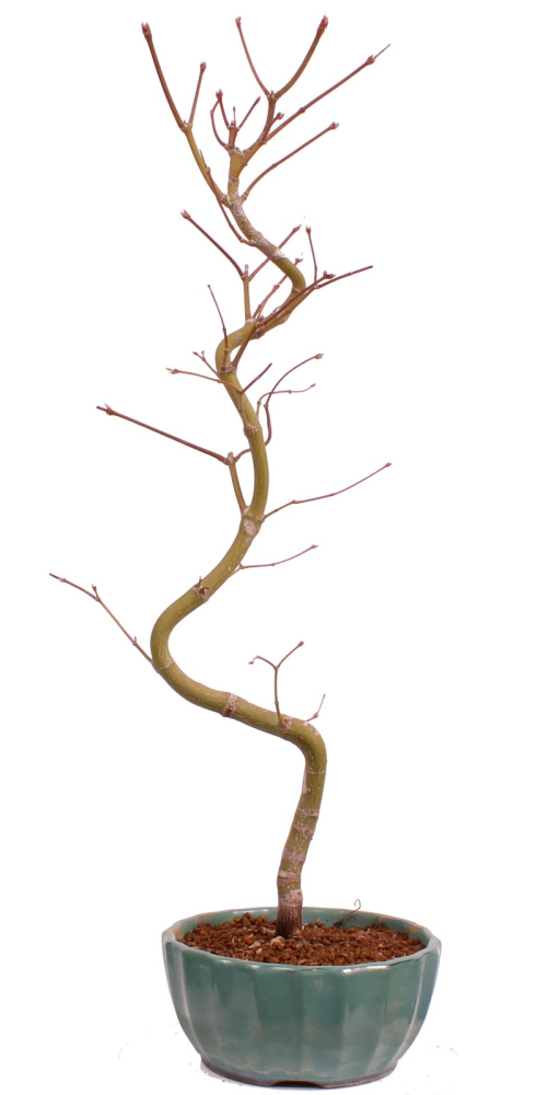 Bonsai - Acer palmatum 'Kyou-no-Mai' Japanischer Fächerahorn aus Japan 229/46