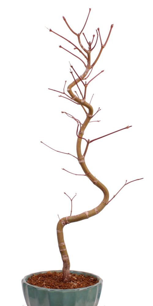 Bonsai - Acer palmatum 'Kyou-no-Mai' Japanischer Fächerahorn aus Japan 229/46