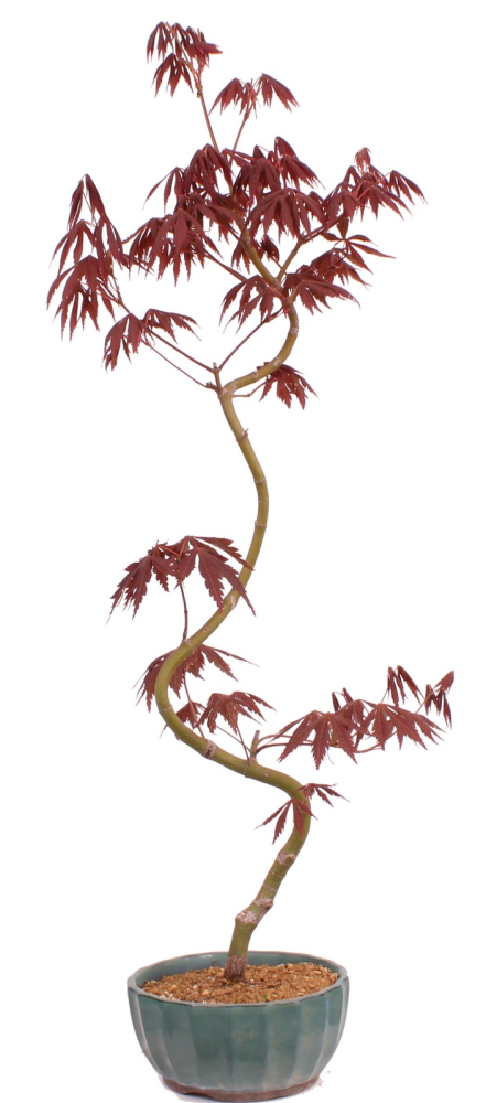 Bonsai - Acer palmatum 'Kyou-no-Mai' Japanischer Fächerahorn aus Japan 229/47