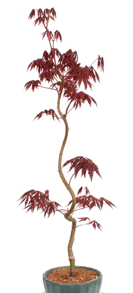 Bonsai - Acer palmatum 'Kyou-no-Mai' Japanischer Fächerahorn aus Japan 229/47