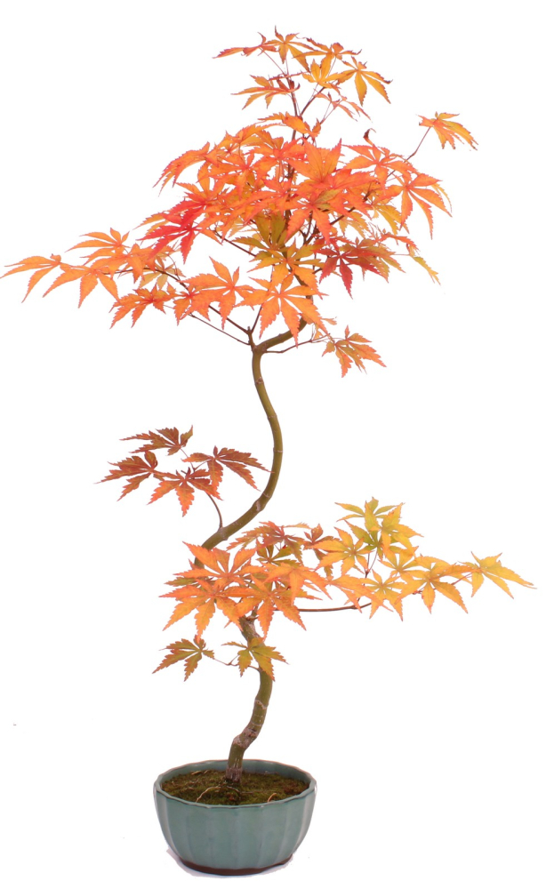 Bonsai - Acer palmatum 'Kyou-no-Mai' Japanischer Fächerahorn aus Japan 229/47