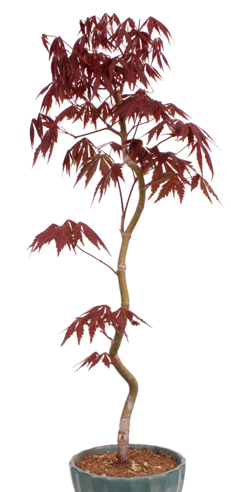Bonsai - Acer palmatum 'Kyou-no-Mai' Japanischer Fächerahorn aus Japan 229/48