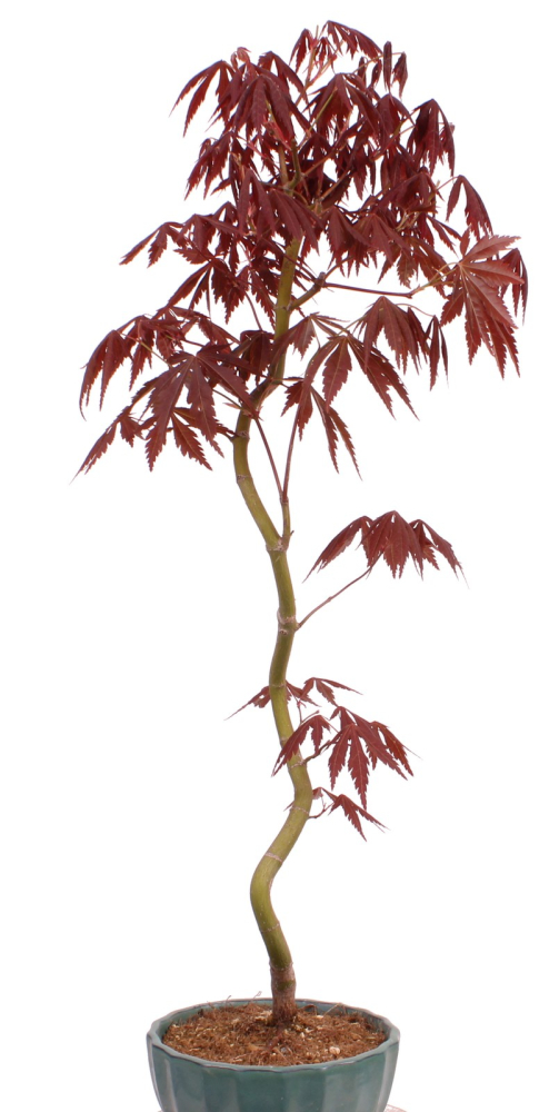 Bonsai - Acer palmatum 'Kyou-no-Mai' Japanischer Fächerahorn aus Japan 229/48