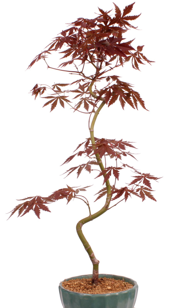 Bonsai - Acer palmatum 'Kyou-no-Mai' Japanischer Fächerahorn aus Japan 229/49
