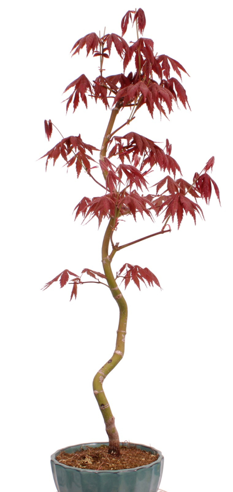 Bonsai - Acer palmatum 'Kyou-no-Mai' Japanischer Fächerahorn aus Japan 229/51