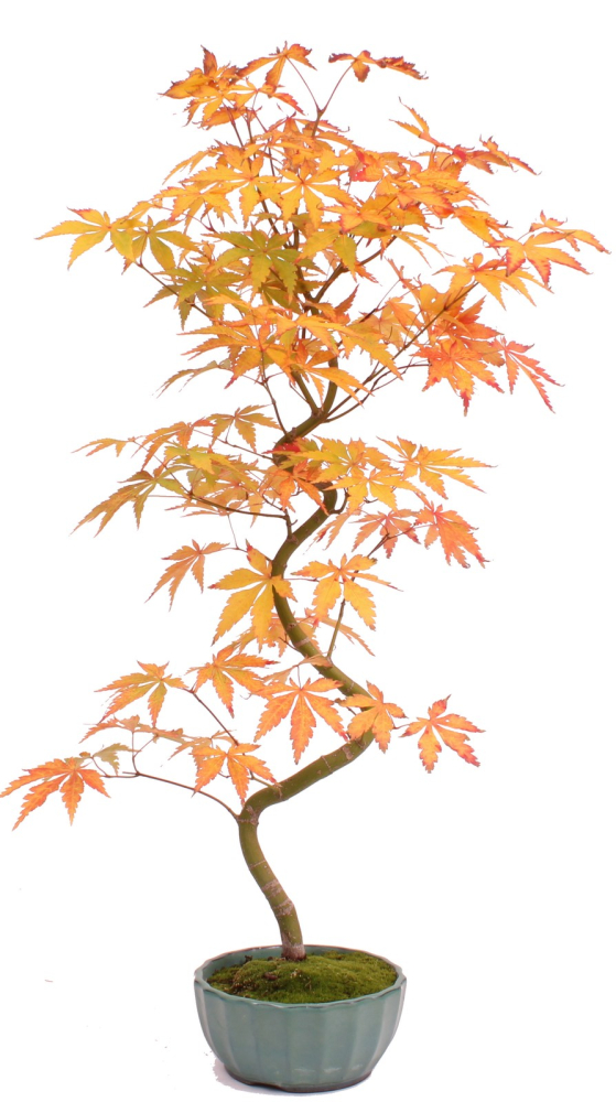 Bonsai - Acer palmatum 'Kyou-no-Mai' Japanischer Fächerahorn aus Japan 229/52