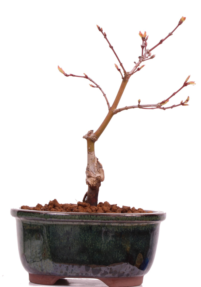 Bonsai - Acer palmatum 'Seigen' Japanischer Fächerahorn aus Japan 229/53