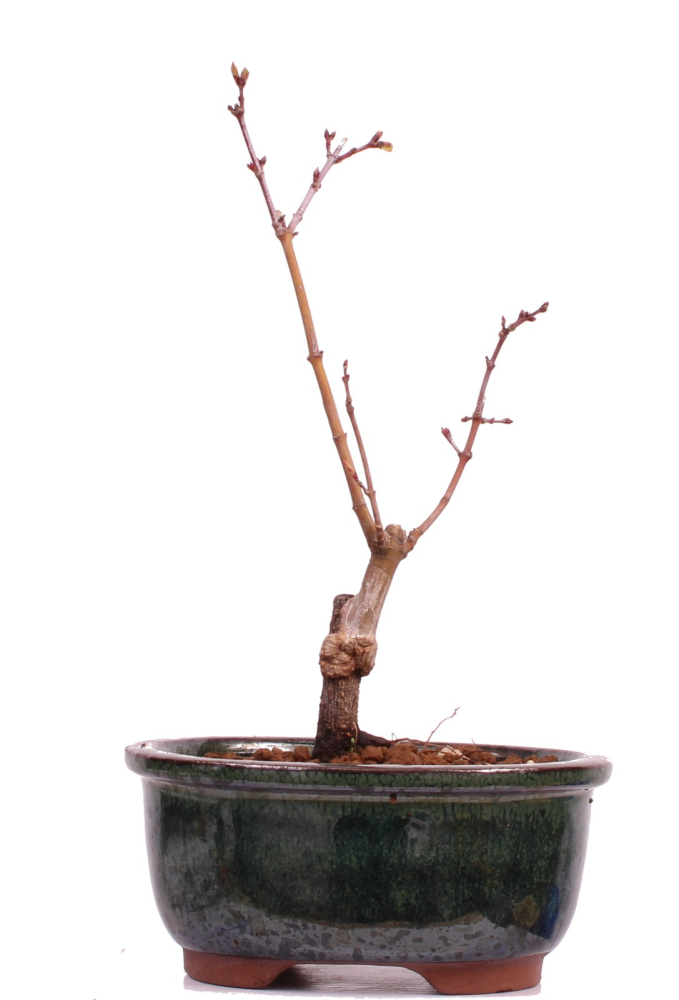 Bonsai - Acer palmatum 'Seigen' Japanischer Fächerahorn aus Japan 229/54