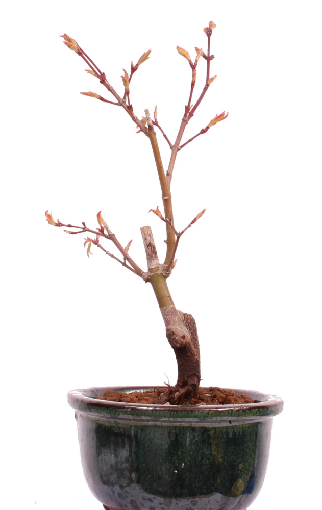 Bonsai - Acer palmatum 'Seigen' Japanischer Fächerahorn aus Japan 229/55