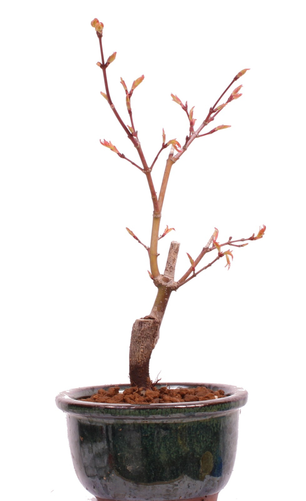 Bonsai - Acer palmatum 'Seigen' Japanischer Fächerahorn aus Japan 229/55