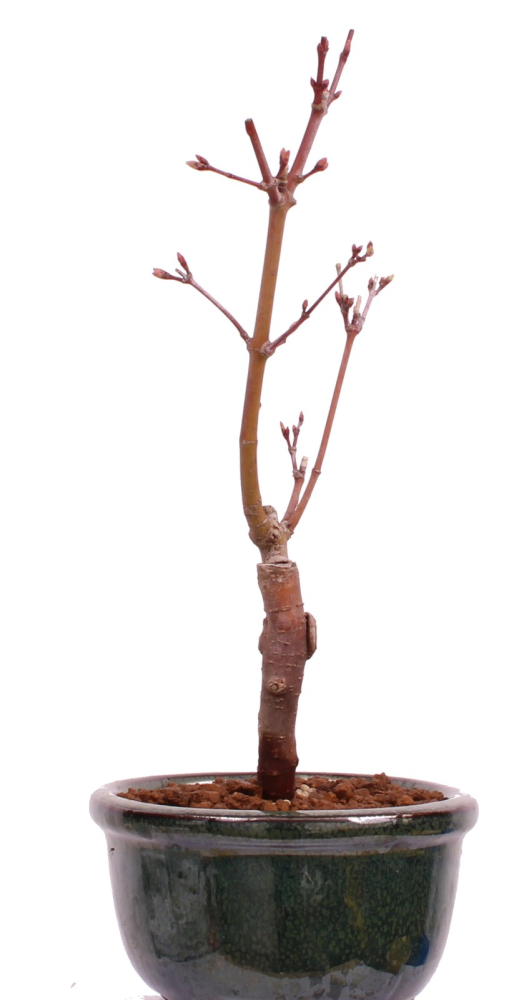 Bonsai - Acer palmatum 'Seigen' Japanischer Fächerahorn aus Japan 229/56