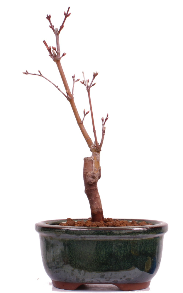 Bonsai - Acer palmatum 'Seigen' Japanischer Fächerahorn aus Japan 229/56