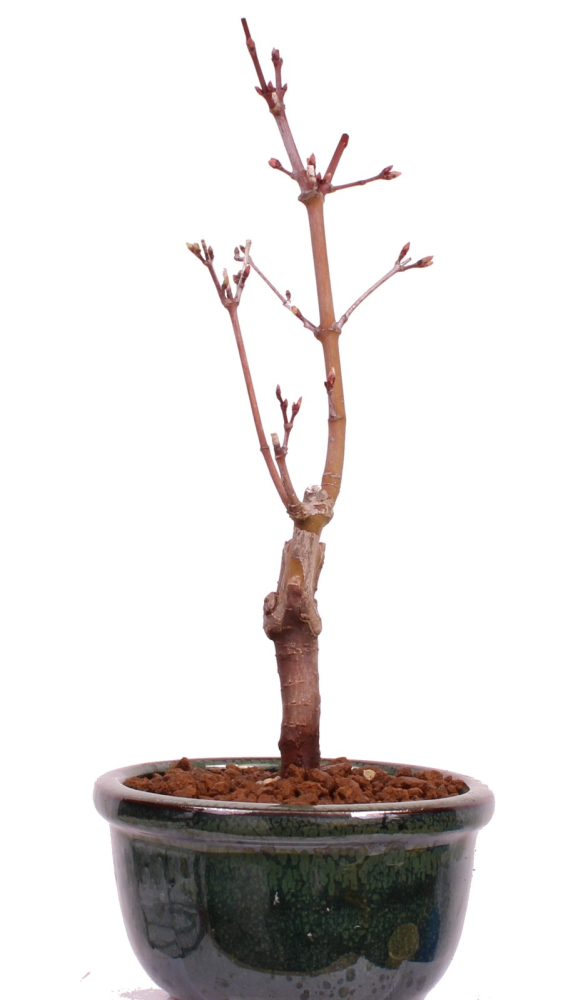 Bonsai - Acer palmatum 'Seigen' Japanischer Fächerahorn aus Japan 229/56