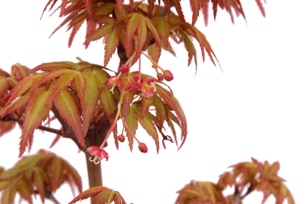 Bonsai - Acer palmatum 'Seigen' Japanischer Fächerahorn aus Japan 229/56