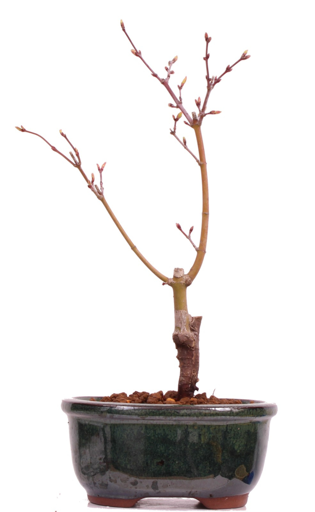 Bonsai - Acer palmatum 'Seigen' Japanischer Fächerahorn aus Japan 229/57