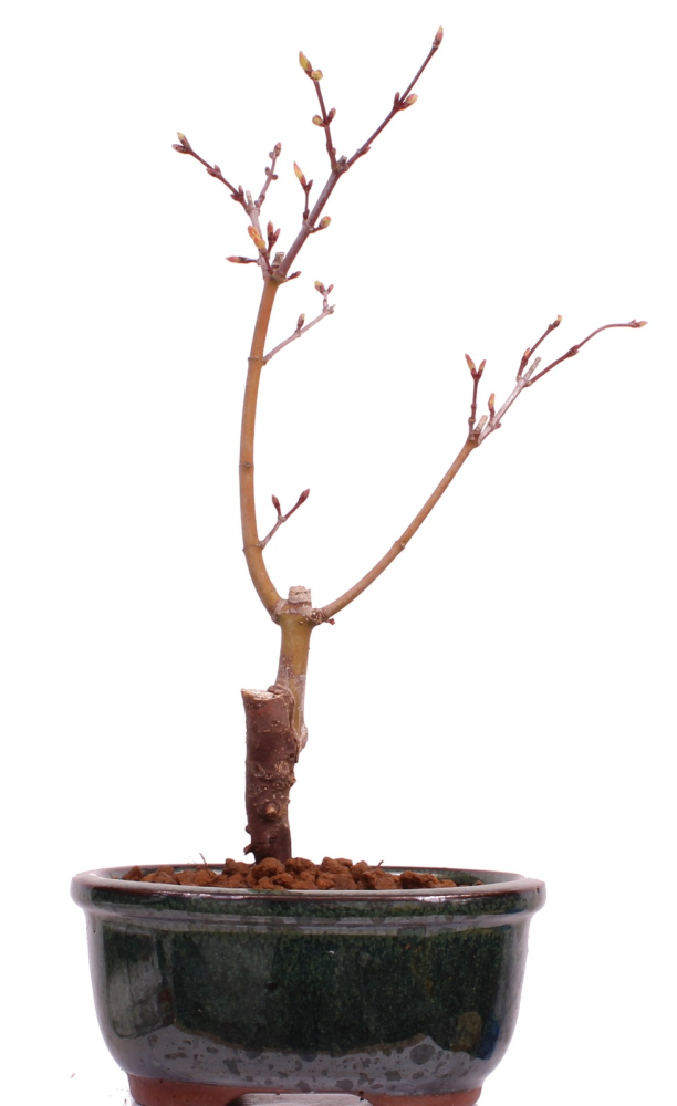Bonsai - Acer palmatum 'Seigen' Japanischer Fächerahorn aus Japan 229/57