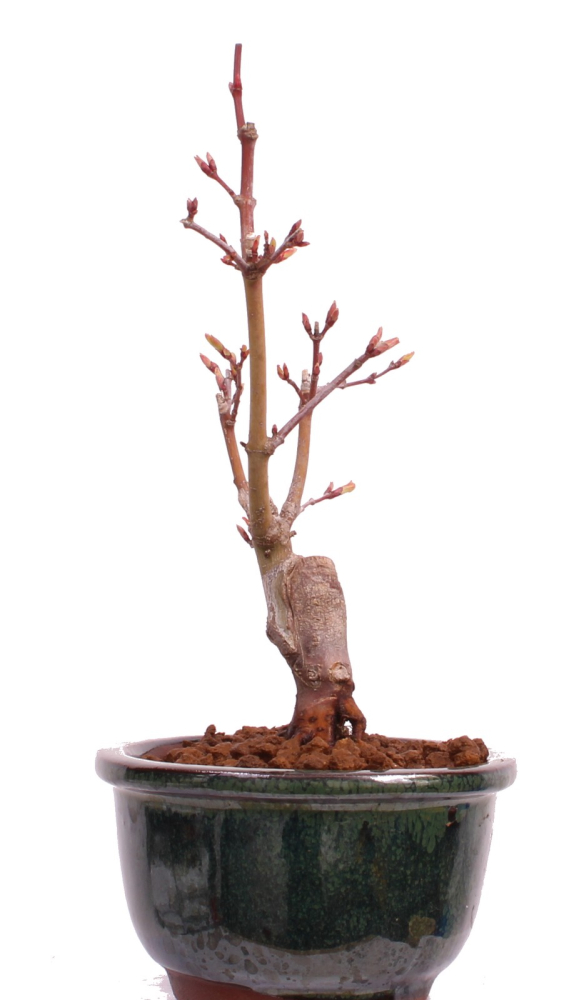 Bonsai - Acer palmatum 'Seigen' Japanischer Fächerahorn aus Japan 229/58