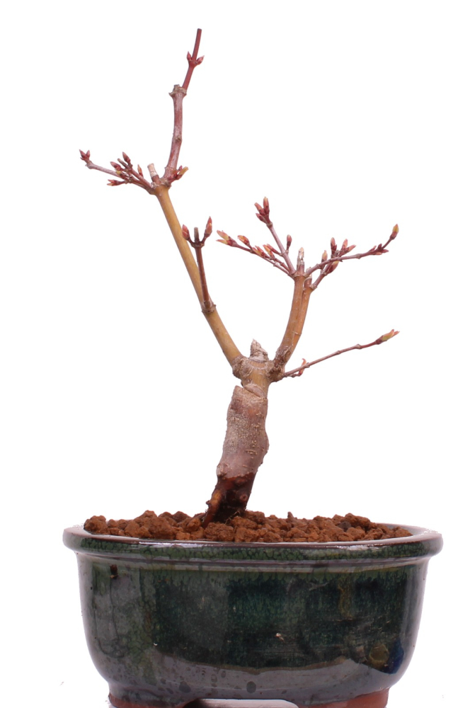 Bonsai - Acer palmatum 'Seigen' Japanischer Fächerahorn aus Japan 229/58