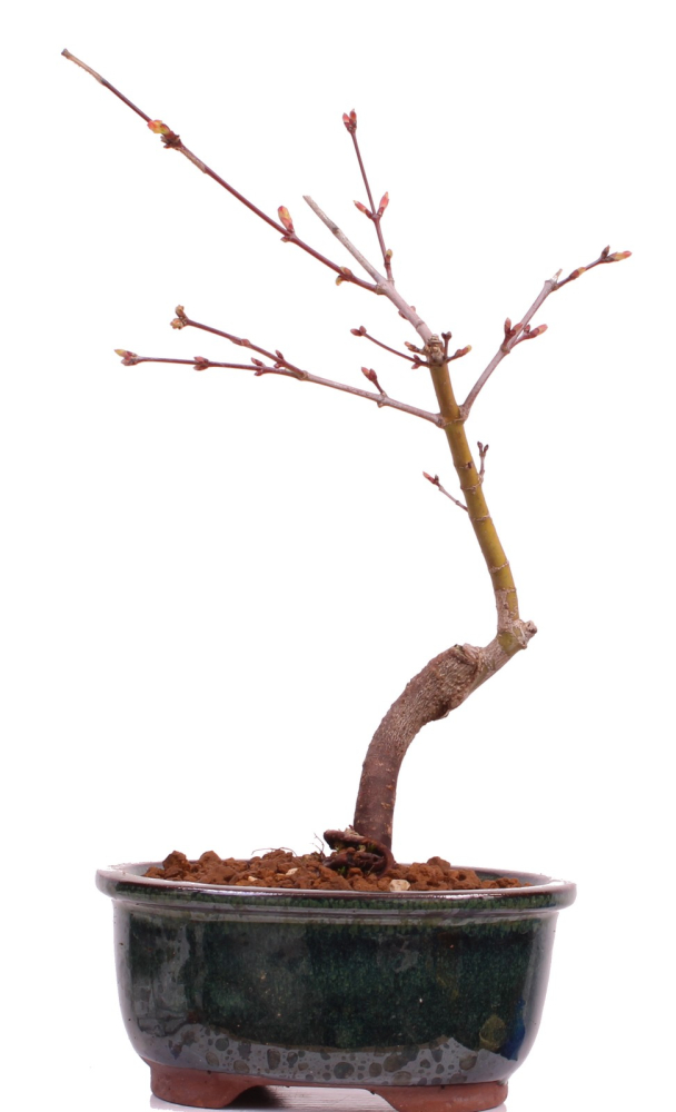 Bonsai - Acer palmatum 'Seigen' Japanischer Fächerahorn aus Japan 229/60