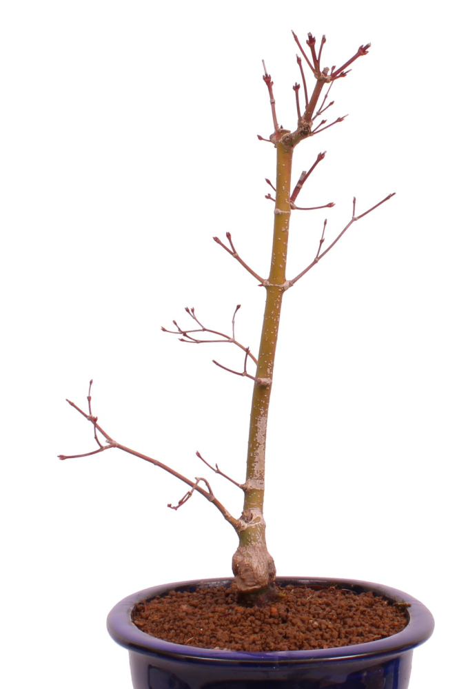 Bonsai - Acer palmatum 'Seigen' Japanischer Fächerahorn aus Japan 229/61