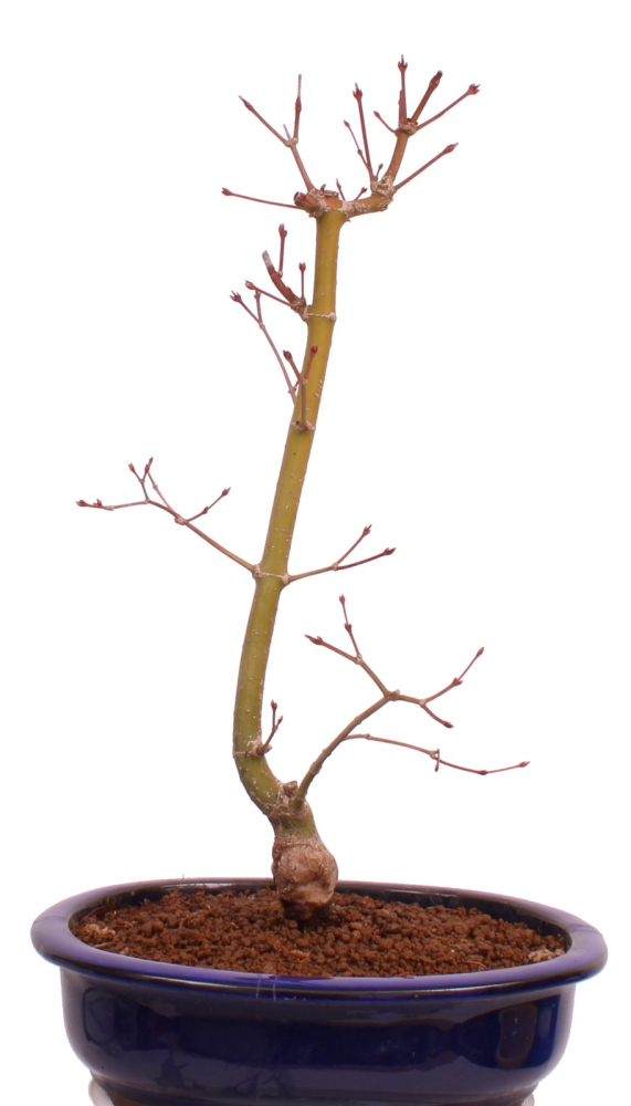 Bonsai - Acer palmatum 'Seigen' Japanischer Fächerahorn aus Japan 229/61