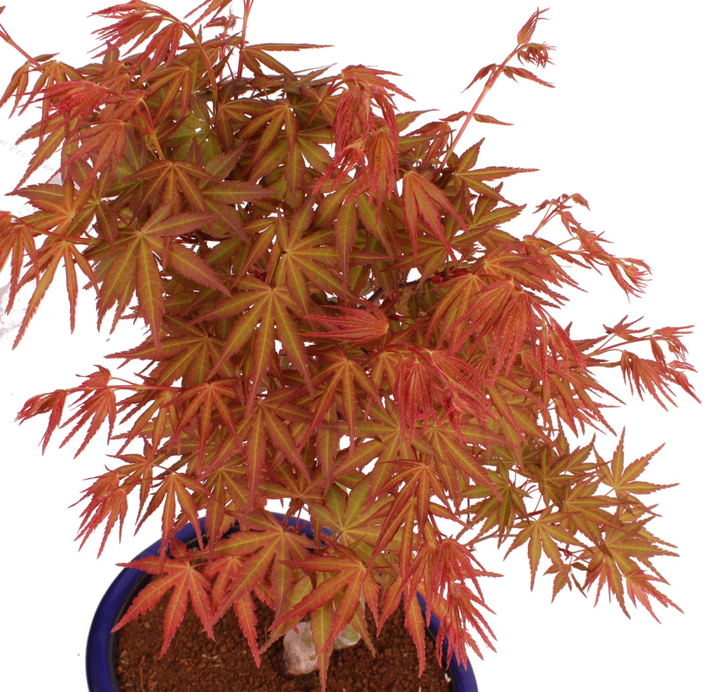Bonsai - Acer palmatum 'Seigen' Japanischer Fächerahorn aus Japan 229/61