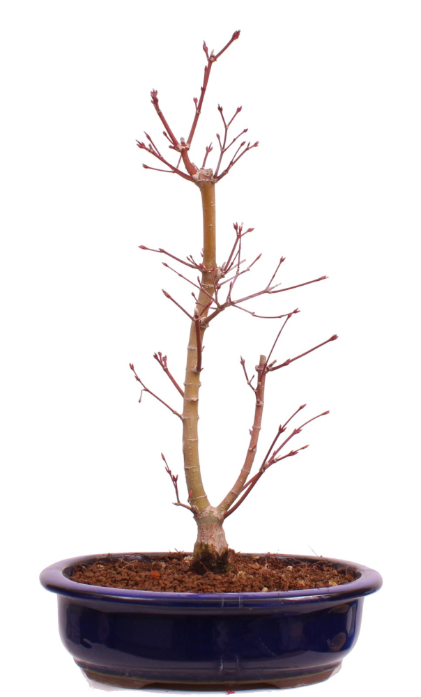 Bonsai - Acer palmatum 'Seigen' Japanischer Fächerahorn aus Japan 229/62
