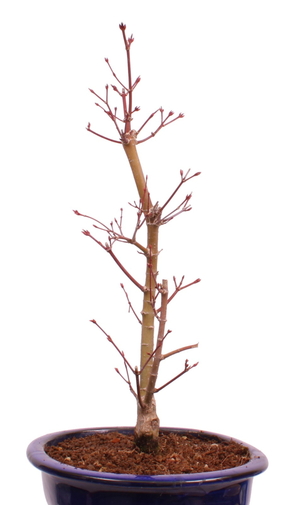 Bonsai - Acer palmatum 'Seigen' Japanischer Fächerahorn aus Japan 229/62