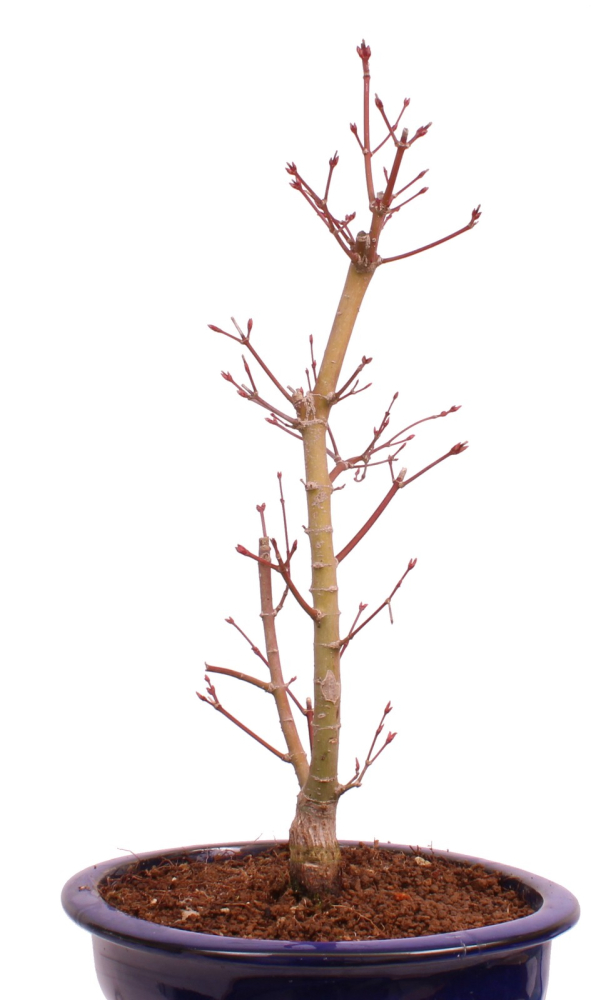 Bonsai - Acer palmatum 'Seigen' Japanischer Fächerahorn aus Japan 229/62